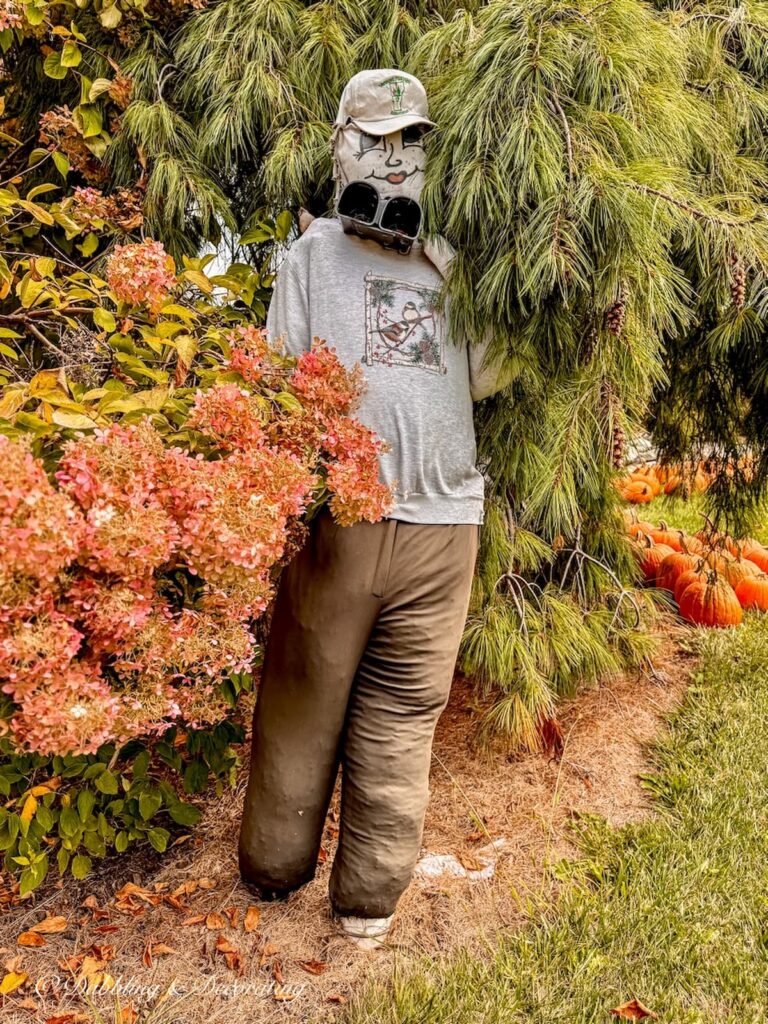 A funny scarecrow in the bushes with a pair of binoculars as a Vermont leaf peeper tourist.