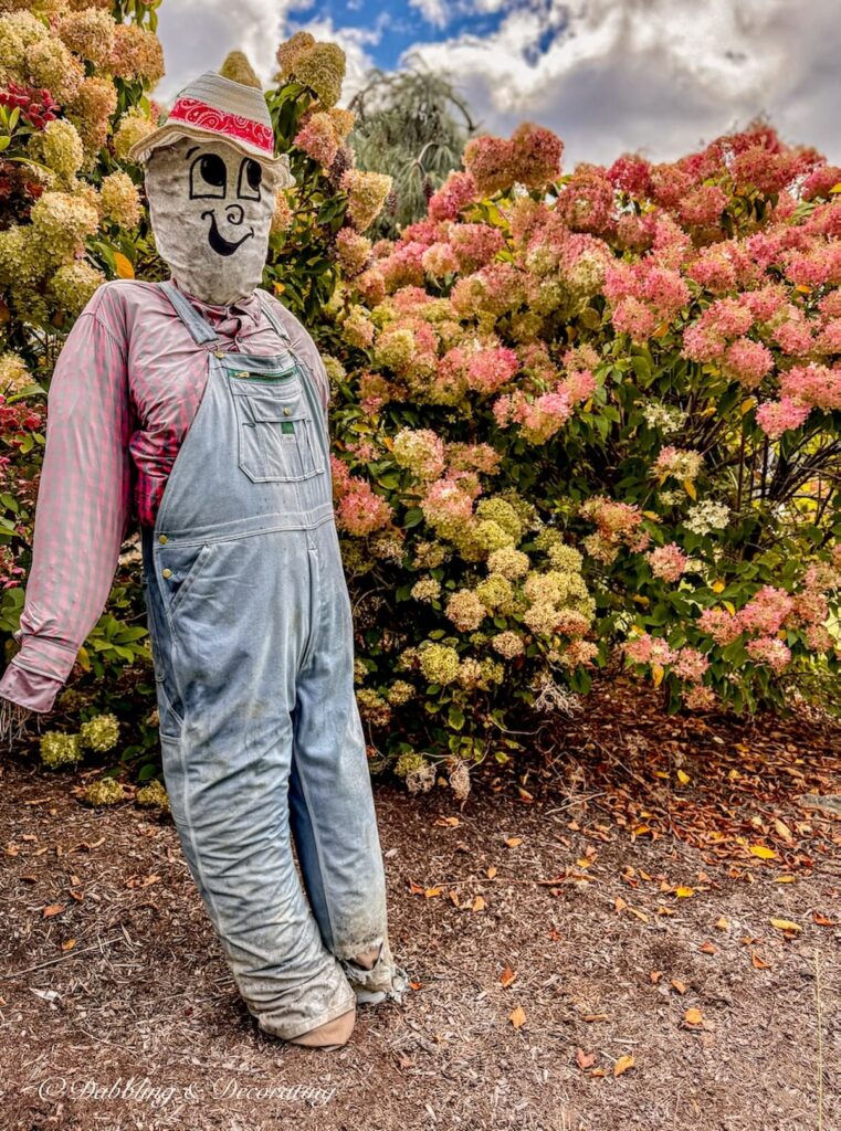 Farmer scarecrow ideas with pink and jeans in front of fall pink hydrangeas bushes.