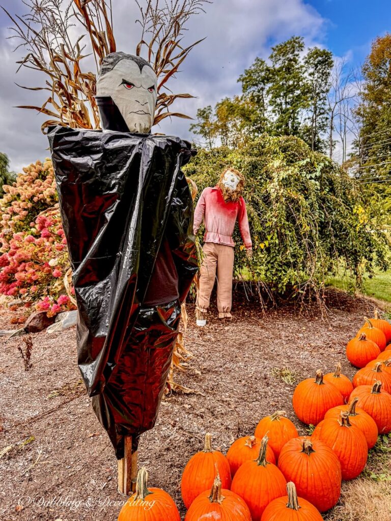 Dracula scarecrow in pumpkin patch.