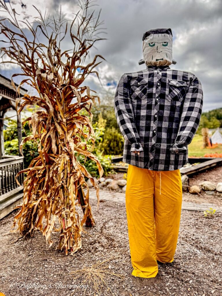 Frankenstein funny scarecrow next to corn stalks in field.