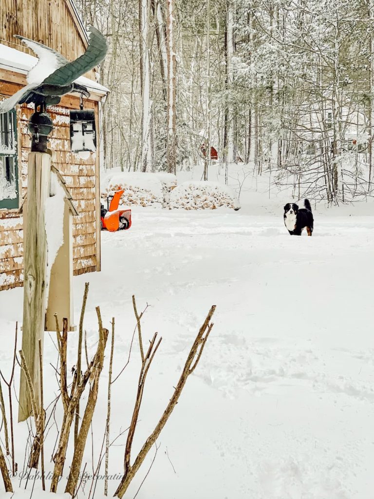 Snow Day at our cottage in Maine.  Snow blower and Bernese Mountain Dog