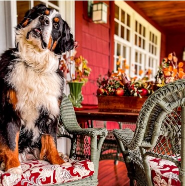Bernese Mountain Dog sitting in fall porch table in front of a DIY vintage fall centerpiece on the table.