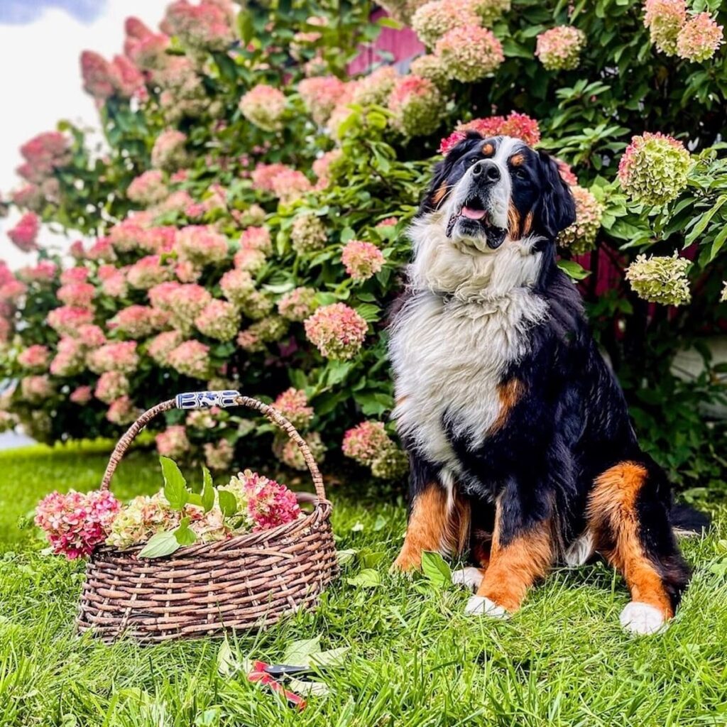 Bernese Mountain Dog & Fall Hydreangea