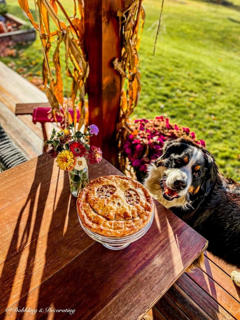 Pumpkin Pie with Bernese Mountain Dog on Porch