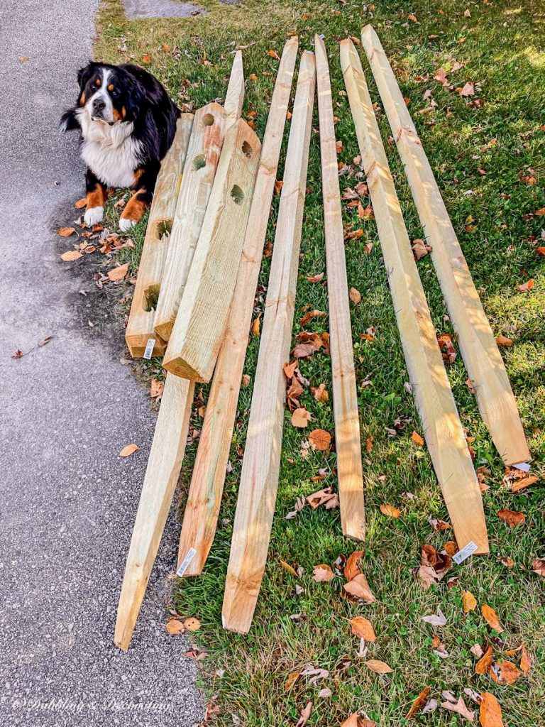 Bernese Mountain Dog next to wooden post and rail fencing.