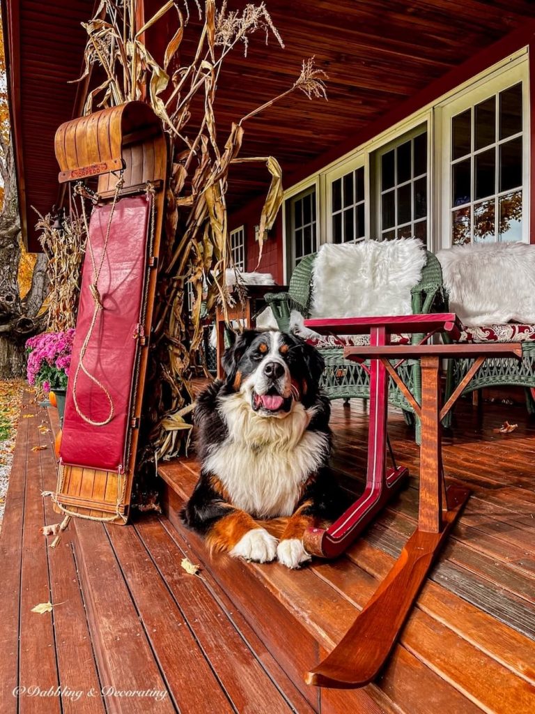 Bernese Mountain Dog with Ski Lodge Decorations in November getting ready for winter porch decor.