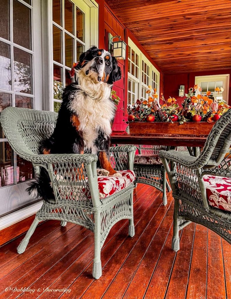 Dog on chair