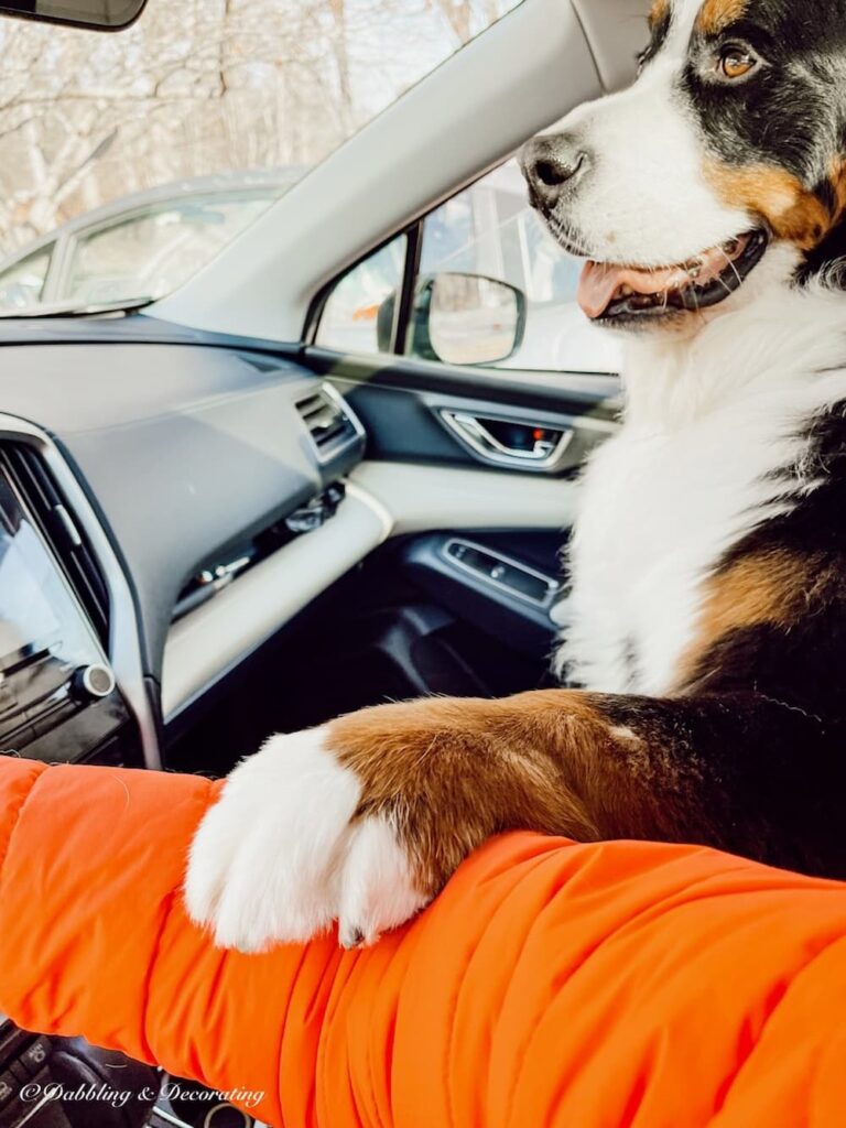 Bernese Mountain Dog