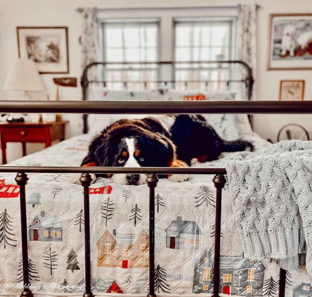 Bernese Mountain Dog on Bed