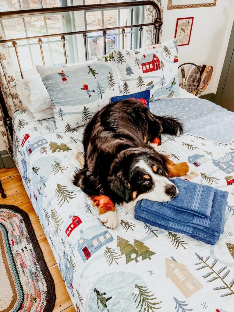 Bernese Mountain Dog on Bed