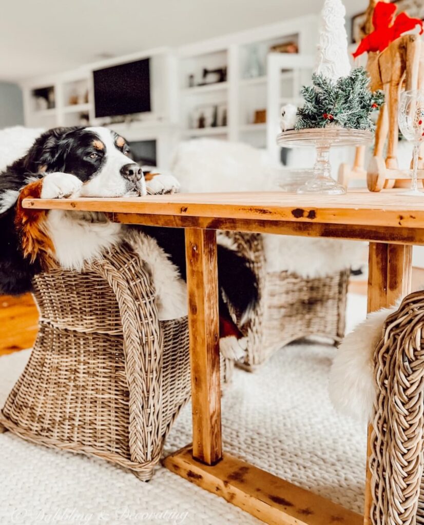 Bernese Mountain Dog at Dining Room Table