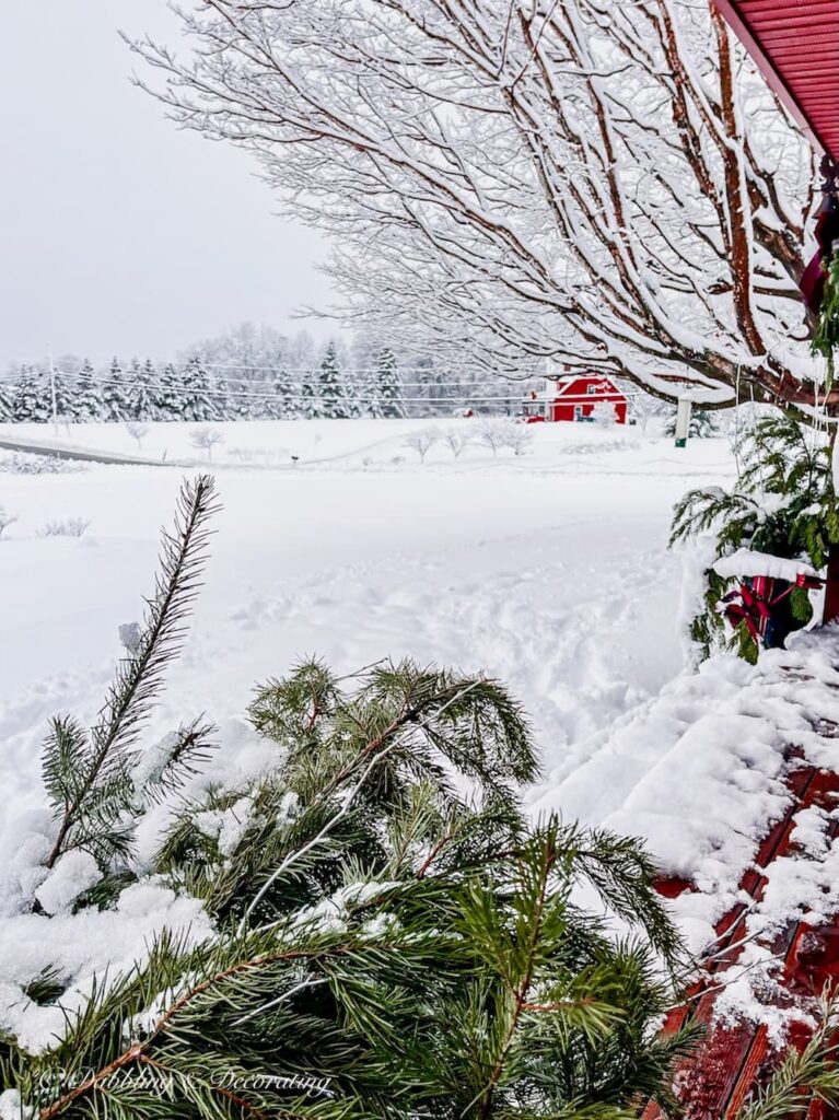 Winter Christmas Scene with Snow