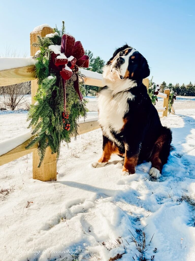 Bernese Mountain Dog Next to Fence