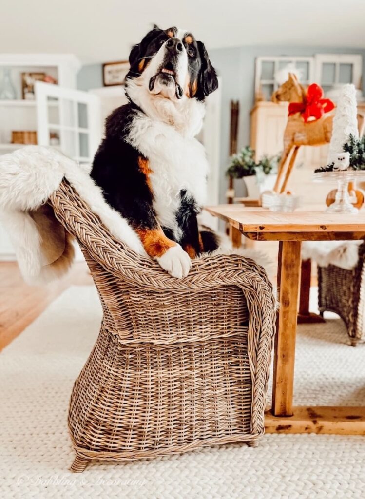 Bernese Mountain Dog on Chair