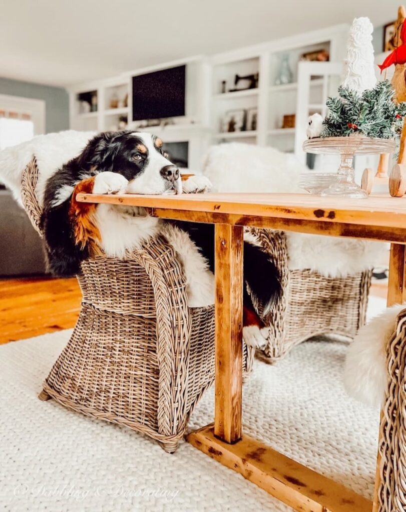 Bernese Mountain Dog on Chair