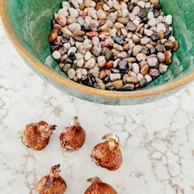 How to Grow Paperwhites Pretty in Green Stoneware For Saint Patrick’s Day