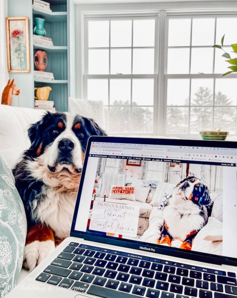 Bernese Mountain Dog and Computer