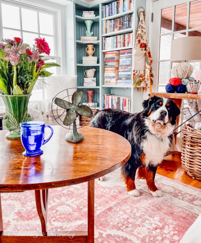 Bernese Mountain Dog and vintage style coffee table.