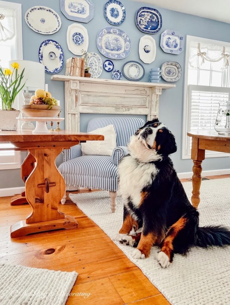 Table with Bernese Mountain Dog
