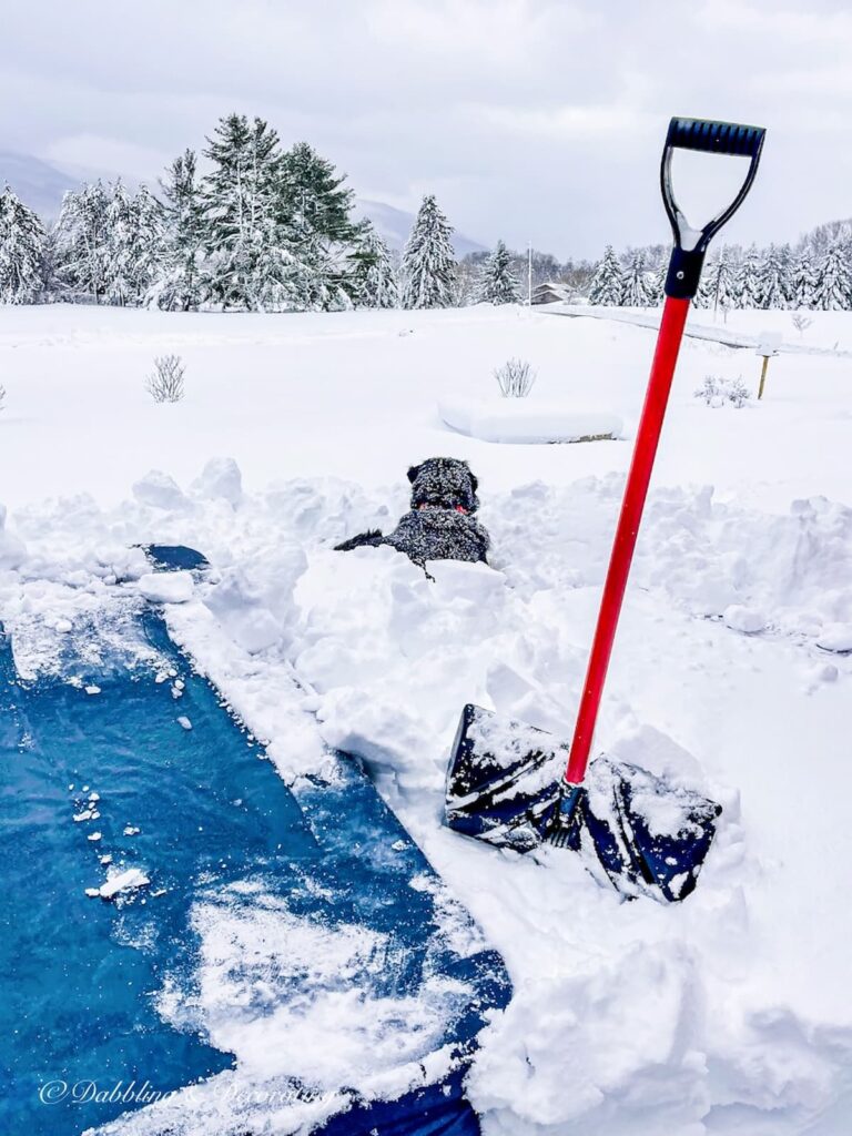 Dog, shovel, and snow