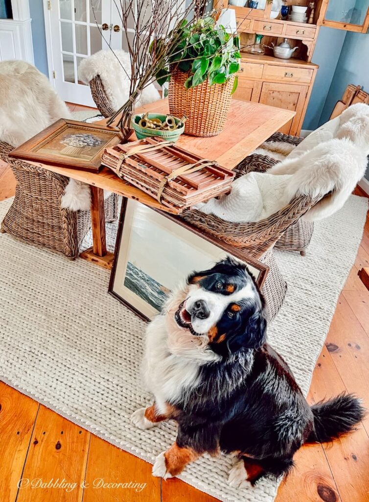 A Vintage Haul and a Bernese Mountain Dog