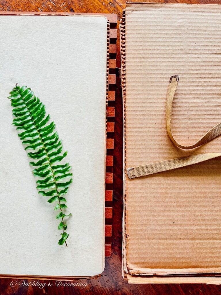Vintage Student Plant Press with fern leaf