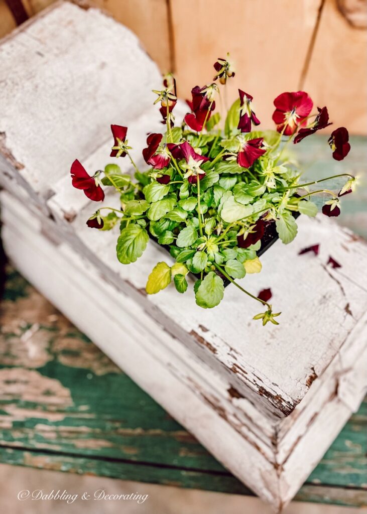 pansies on antique corbel