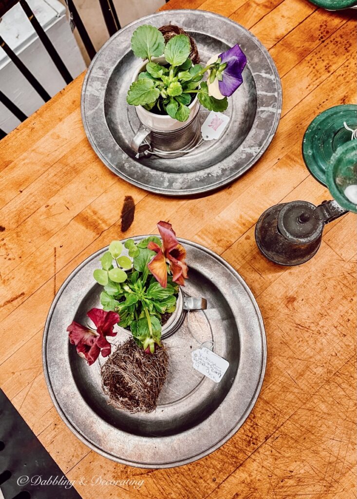 pansies on pewter plates