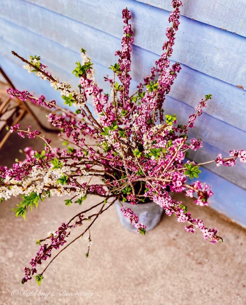 Purple Flowers in Tin