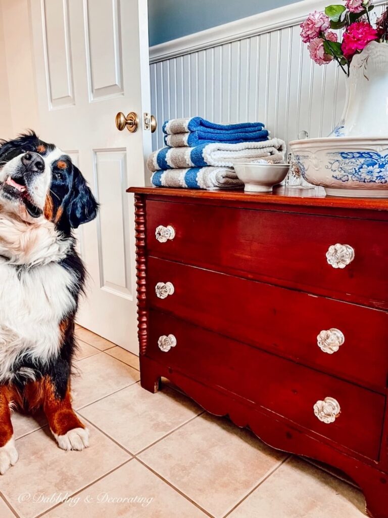 Bernese Mountain Dog and antique Dresser