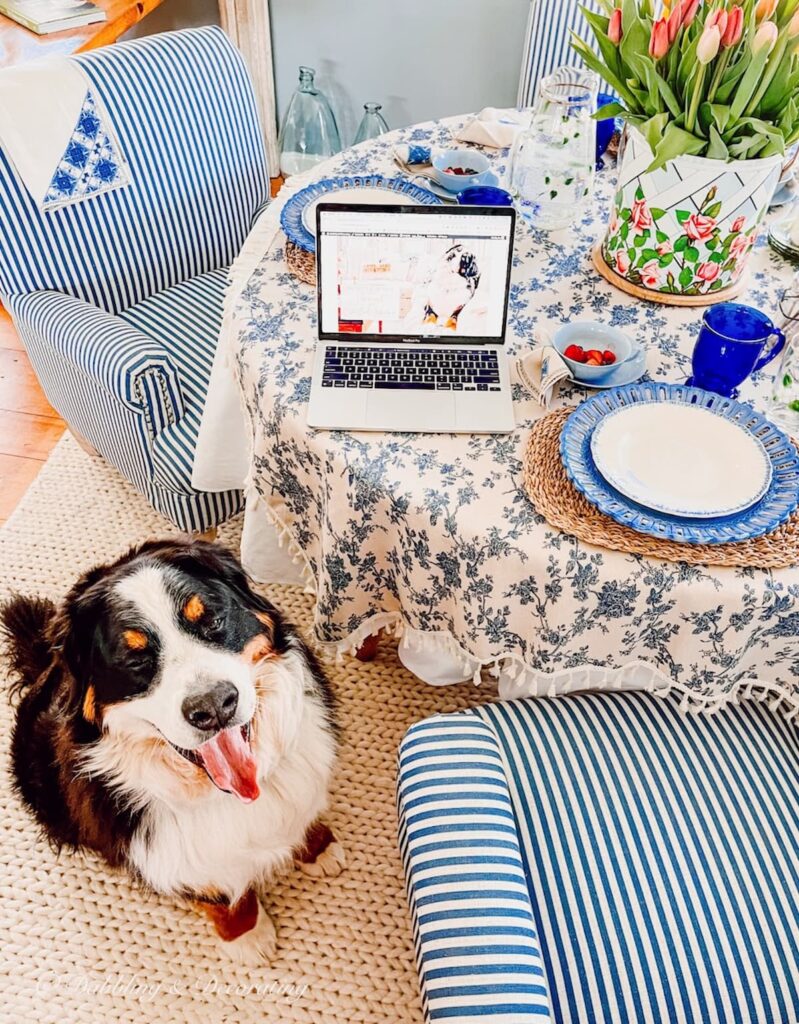 Bernese Mountain Dog at breakfast in breakfast nook.