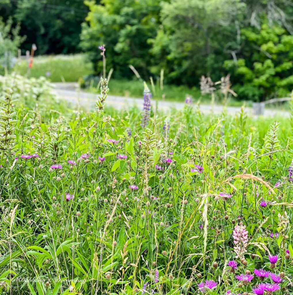 Summer Lupine Flowers in field.