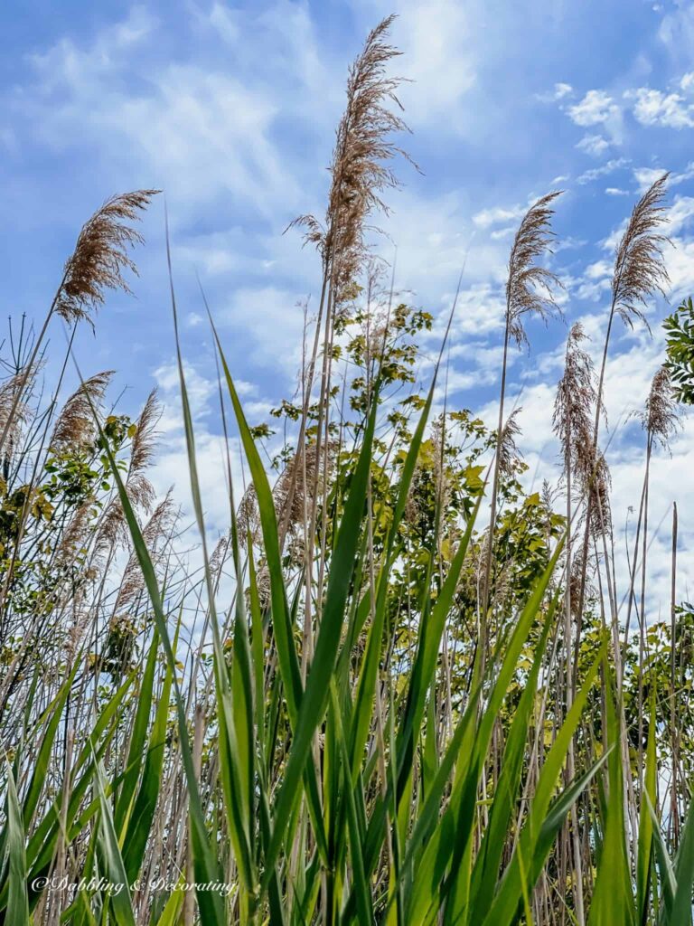 Common Reed Weed for Wild Flower Arrangements in the wild.