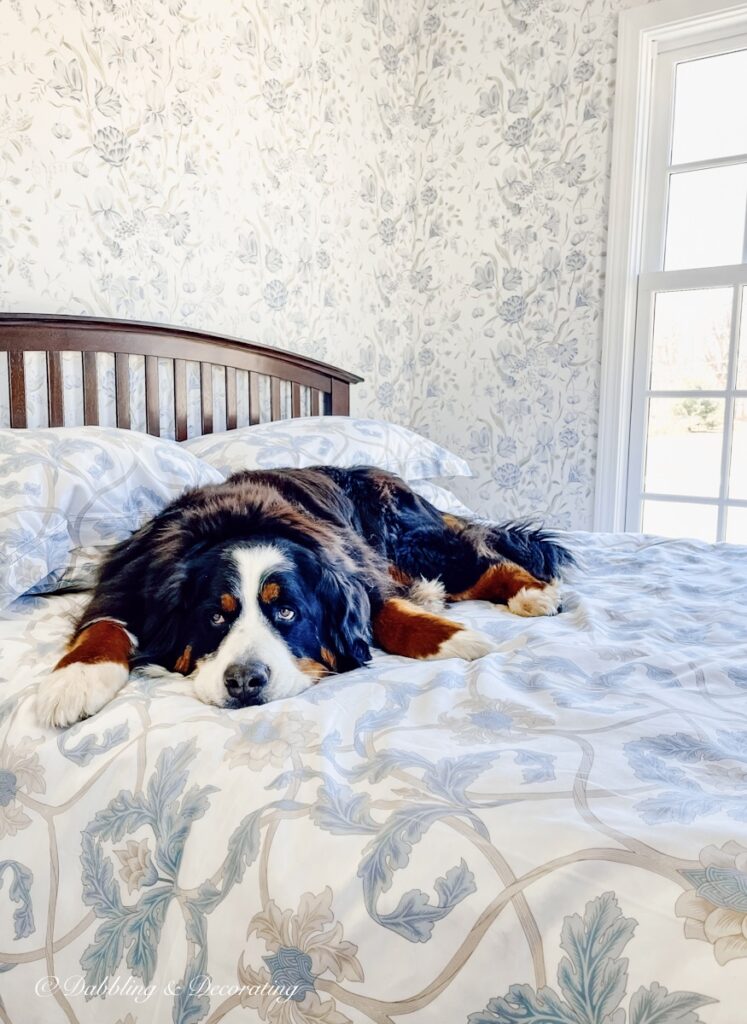 Dog on Bed