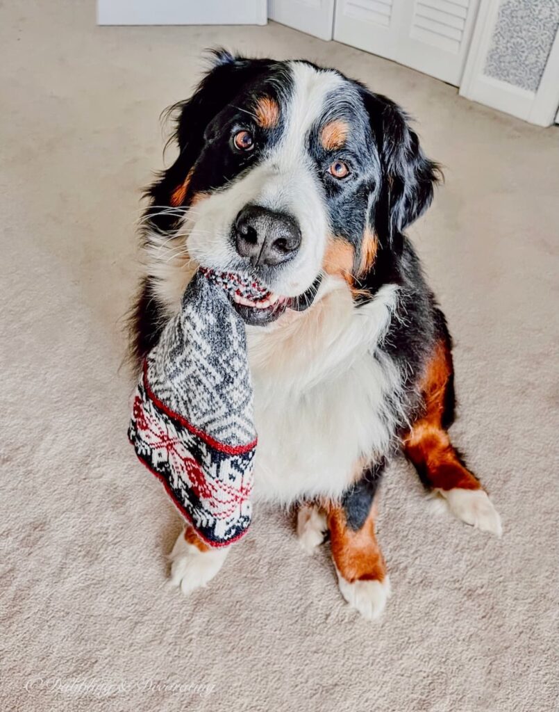 Bernese Mountain Dog with Hat