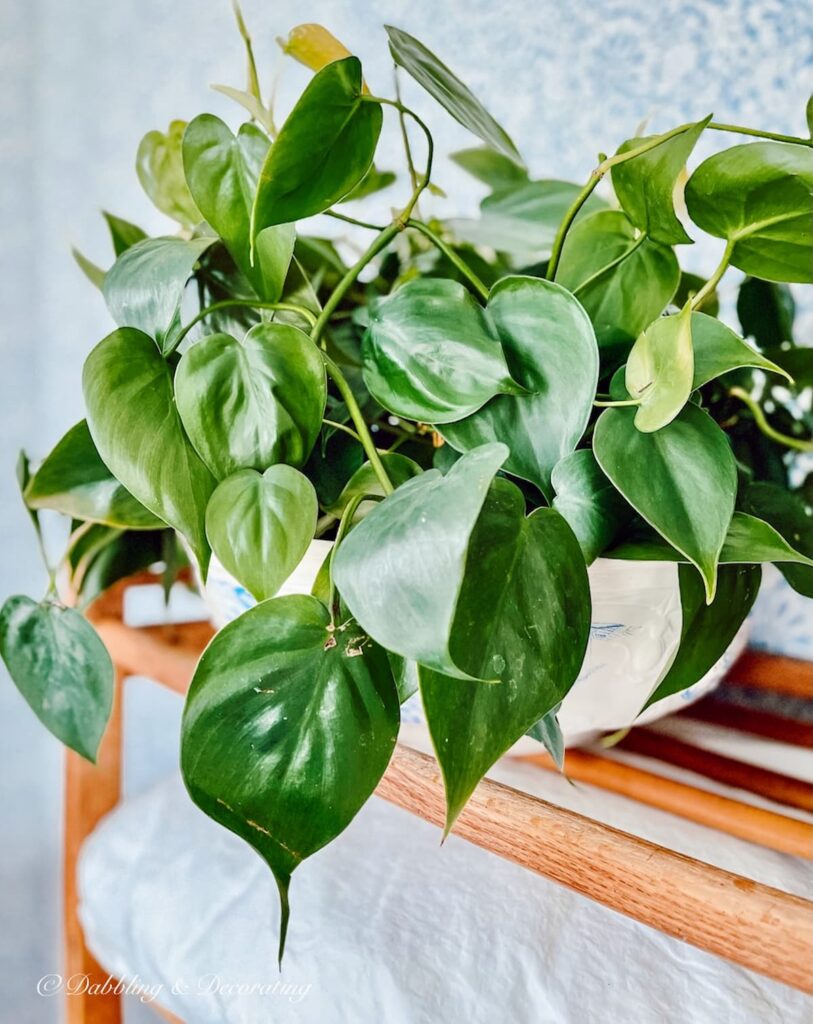 Green Plant in Vintage Bowl