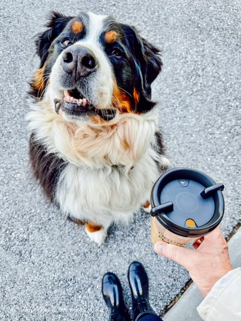 Bernese Mountain Dog