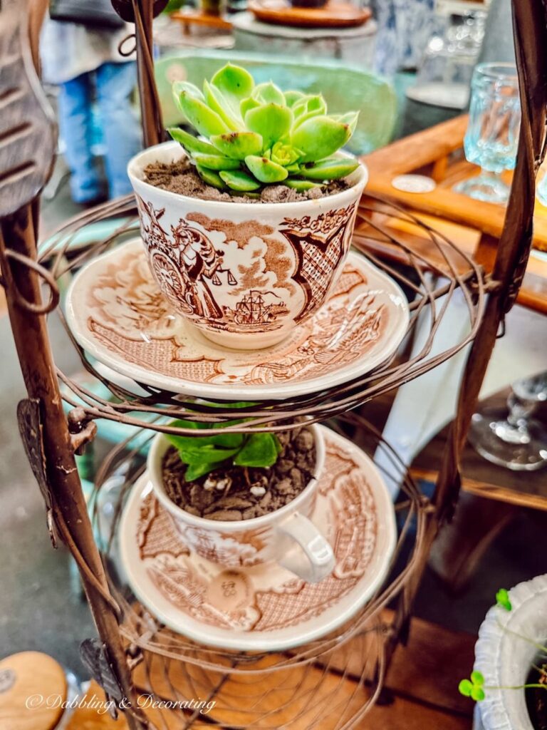 Vintage tea cups with succulents