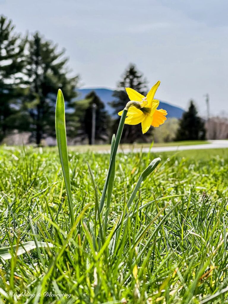 daffodil in the grass