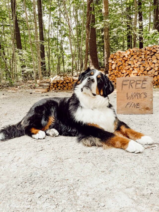 Dog with Free Sign