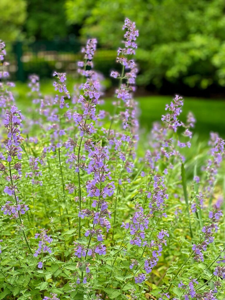 Purple Flowers in Garden