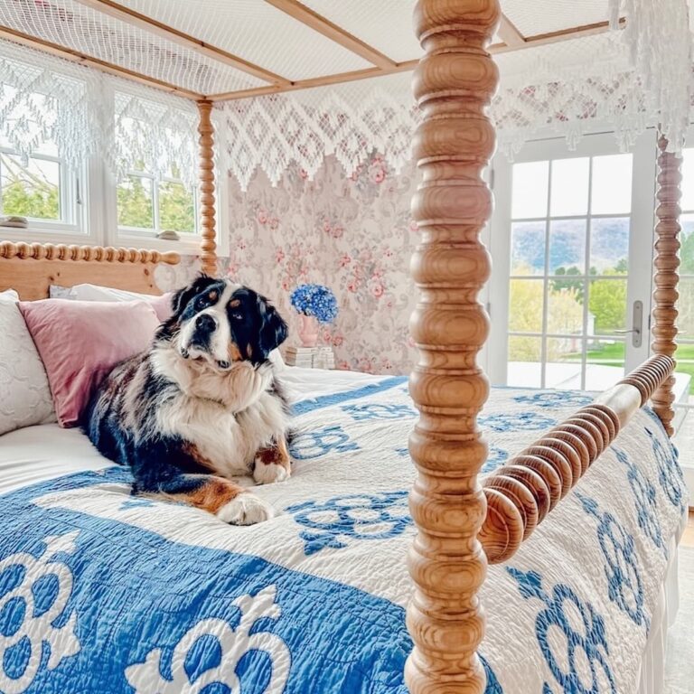 Bernese Mountain Dog on Canopy Bed