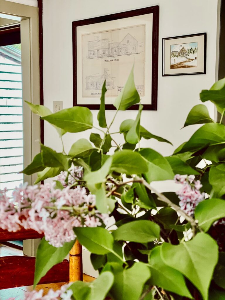 Aged Architectural House Drawings on Wall with Lilacs