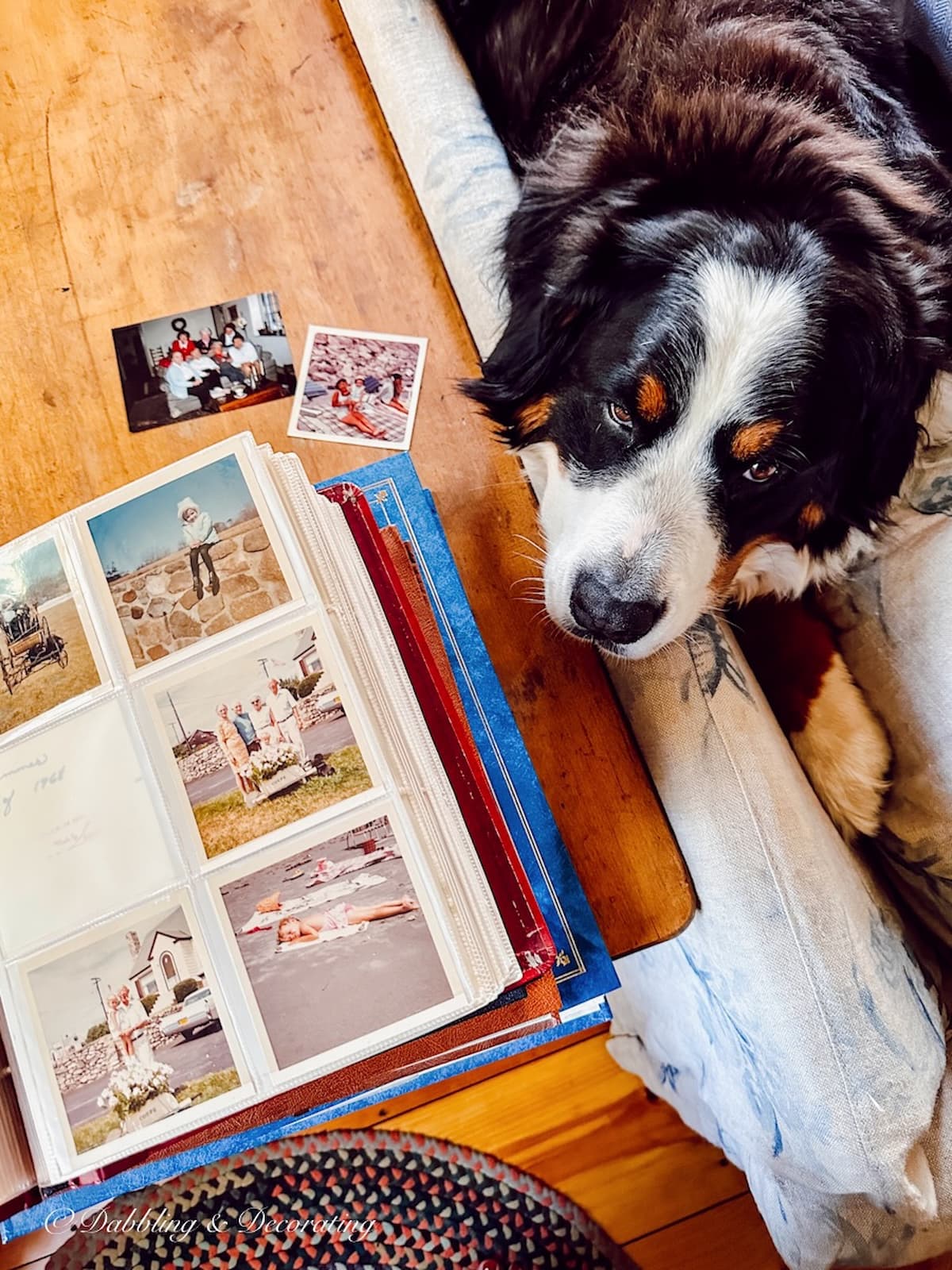 Old Photos in album and Bernese Mountain Dog