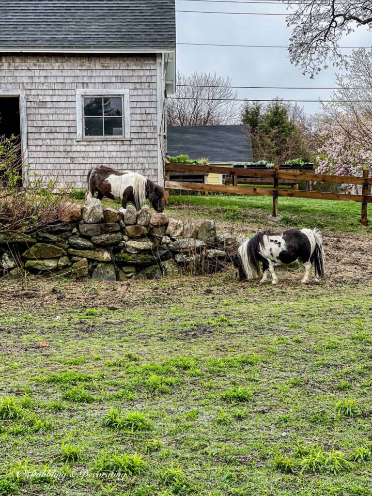 Snug Harbor Farm Maine Ponies