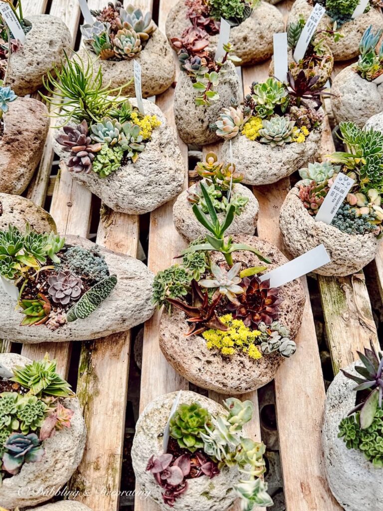 Succulents in Planters