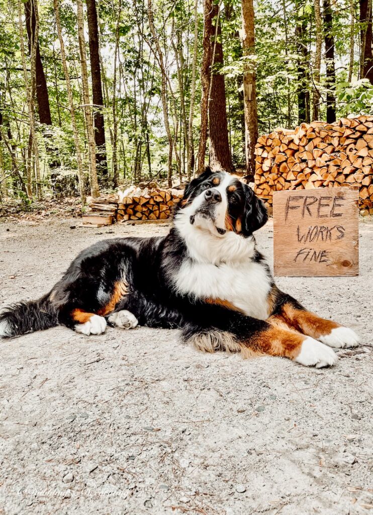 Bernese Mountain Dog in front of Yard Sale Sign
