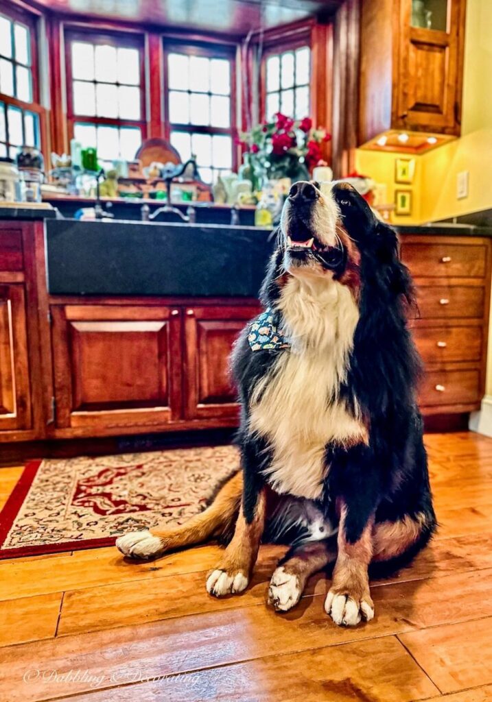 Truman the Bernese Mountain Dog at Sage Farm Antiques