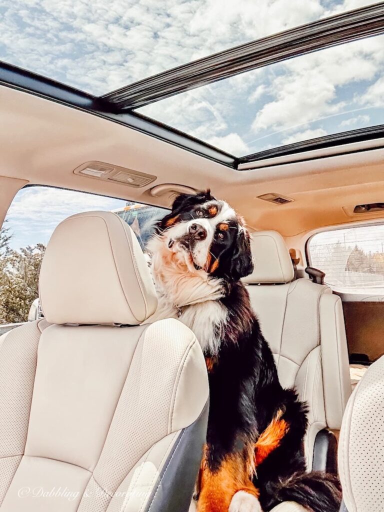 Ella the Bernese Mountain Dog in the car.