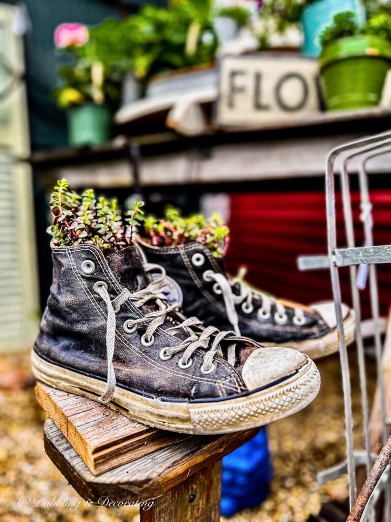 Old Sneakers with Garden Flowers at the best Garden Variety Market